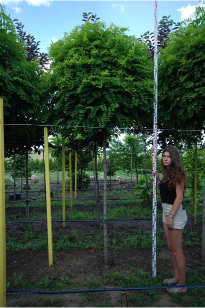 Акація Умбракуліфера - ком/вис.300-350см/Ø130-150см/ШТАМБ 200-220см/обхват 12-14см